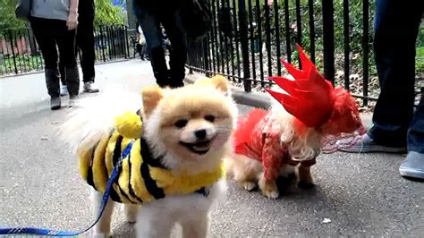 Tompkins Square Park Halloween Dog Parade Youtube