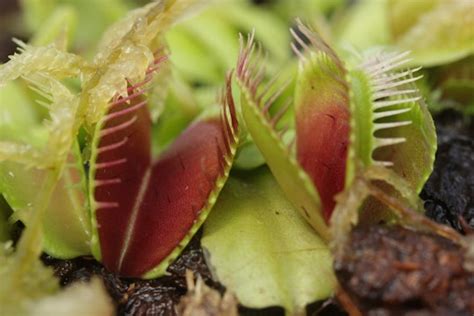 Why Dont Venus Flytraps Eat Their Pollinators