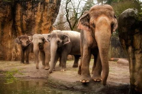 I Love The Portland Zoo And The Elephants Elephant Asian Elephant