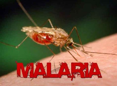 Pengertian bahasa menurut para ahli. 5 Pengertian Malaria Menurut Para Ahli [Lengkap ...