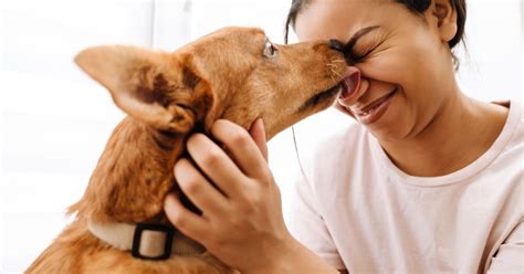 What It Means When A Dog Licks You Psychology Today