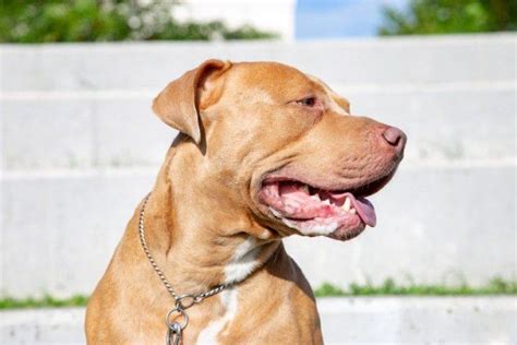 Pitbull Mastiff Mix Dog Breed Guide Info Pictures Care And More Pet