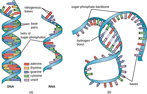 Structure And Function Of Rna Microbiology