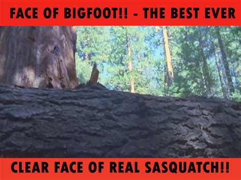 bigfoot sightings face of bigfoot the best ever clear face of real sasquatch via nvtv ~1