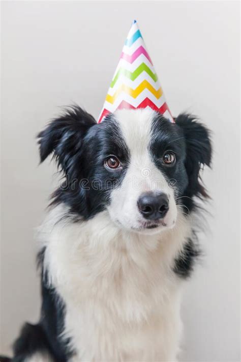 Funny Portrait Of Cute Smiling Puppy Dog Border Collie Wearing Birthday