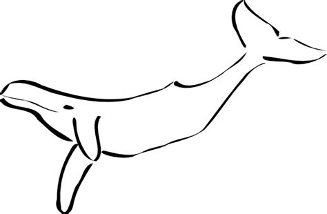 Whale Outline Clip Art At Vector Clip Art Online Royalty