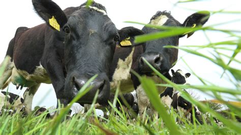 How To Avoid Grass Tetany In Dairy Cows Glanbia Connect