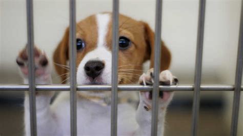 Are There More Dogs Or Cats In Shelters
