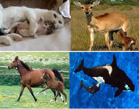 Animales Y Sus Crías