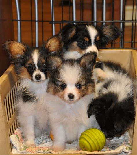 See pictures of maltese papillon rescue dogs and read stories of real maltese papillon dogs. Cute Puppy Dogs: Papillon puppies
