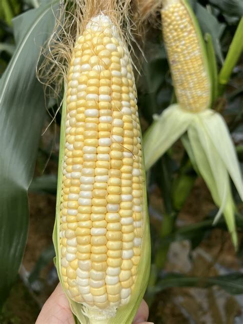 Large Delicious Waxy Yellow White Corn Seeds Maize Corn Seeds For