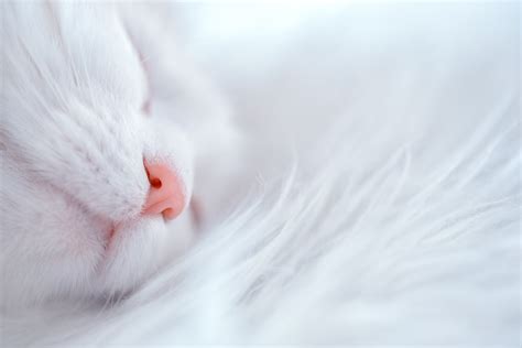 Download Muzzle White Animal Cat 4k Ultra Hd Wallpaper