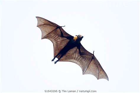 Stock Photo Of Spectacled Flying Fox Pteropus Conspicillatus In