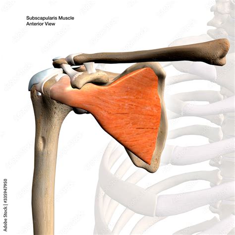 Subscapularis Muscle Isolated In Anterior View Labeled Anatomy On White