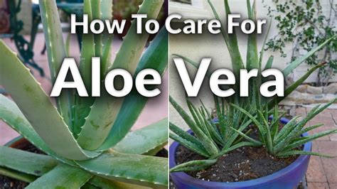 In summer, water more frequently than in winter. A Plant with Purpose: How To Care For Aloe Vera / Joy Us ...
