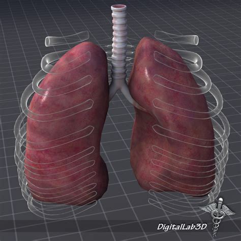 3d Human Lungs External