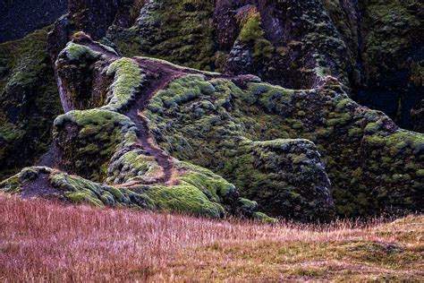Fjadrargljufur Vegetation Iceland Photograph By Catherine Reading