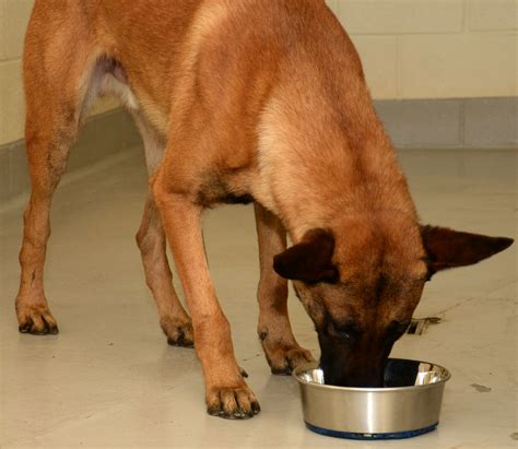 Believe it or not, it does happen despite pet food do not leave the bag open and exposed to air after opening it. MWDs cared for at home station, in the field