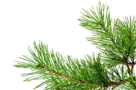 Pine Branch Closeup On A Pure White Background Stock Photo Download