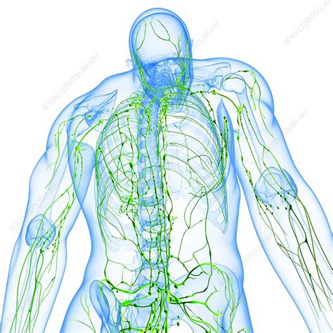 Male Lymphatic System Artwork Stock Image F0062111 Science