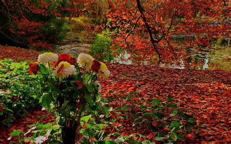 Autumn Flower Wallpapers Wallpaper Cave