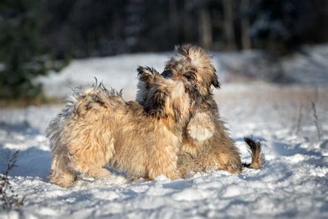 Two Fluffy Puppies Playing In The Snow In Winter Stock Photo Image Of