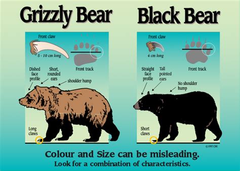 Pin By Tracy Smith On Outdoor Safety In 2020 Black Bear Bear Species