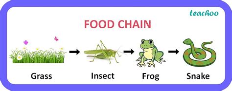 In A Food Chain Of Frog Grass Insect And Snake Assign Trophic Level To