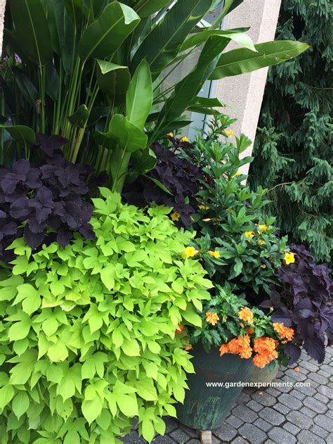 Great Color Combinations For Sweet Potato Vine