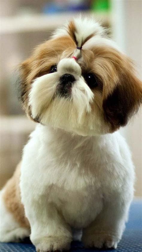 Pin by Joanne Romero on Dogs & puppies | Shih tzu puppy, Puppies, Shih tzu puppy haircuts