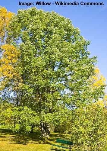 Ash Tree Types Bark And Leaves Identification Guide Pictures