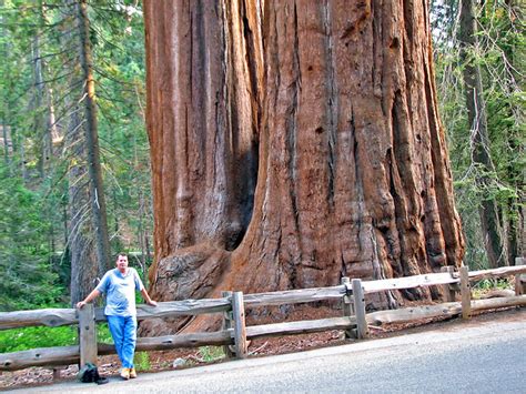 Photo Of Redwood National Park California Sequoiadendron Giganteum