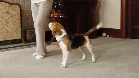 Cinnamon The Beagles Xmas Dancing 2009 Youtube