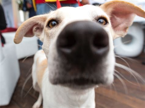 Tell us the story of how you met your furry best friend and help other pet lovers discover the joys of pet adoption! Pet Adoption is Surging in the Denver Metro Area Amidst ...