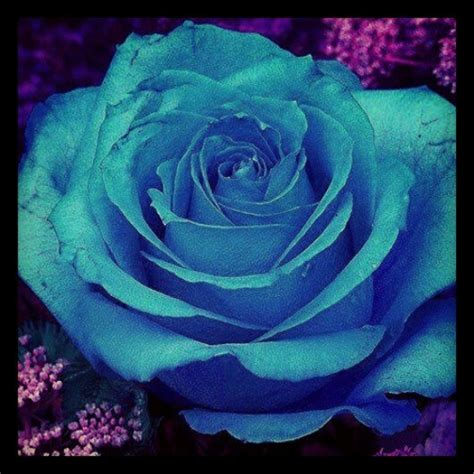 Pretty Flower Purple Roses Rose Blue Roses