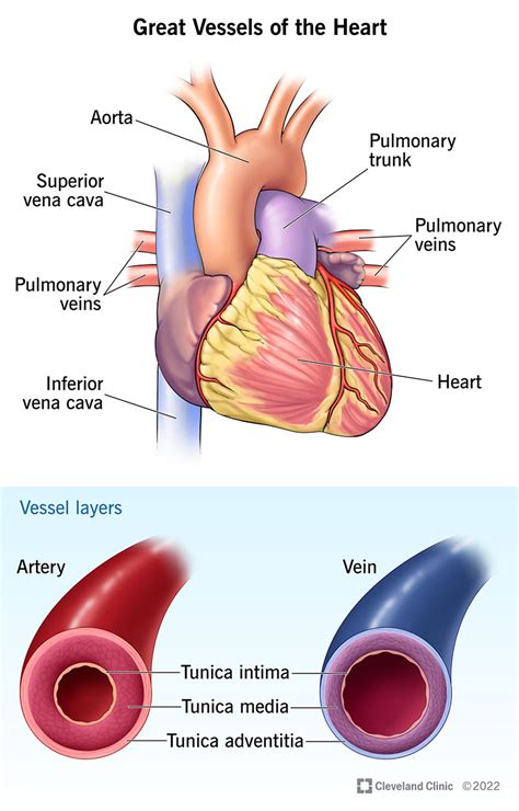 Coronary Arteries Aorta And Great Vessels Arteries And Veins My XXX