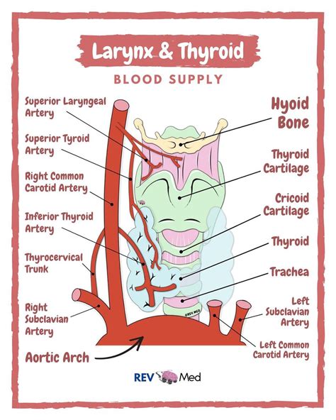 Larynx And Thyroid Anatomy Arterial Blood Supply By Grepmed