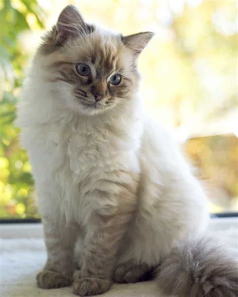 Seal Lynx Point Ragdoll Kittens For Sale Srz Php