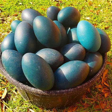 It would be a damn big omelette. Chehaw selling emu eggs to help with Australian animal ...