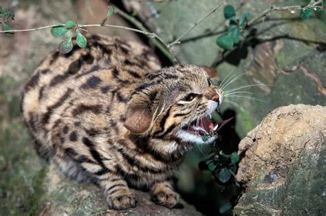 Black Footed Cat Compared To House Cat