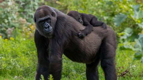 Die haltung und zucht von nasenaffen im sinne der reproduktion und arterhaltung verlief in den zoologischen gärten europas größtenteils invers. Alles zum Thema Affen | RTL.de | RTL.de