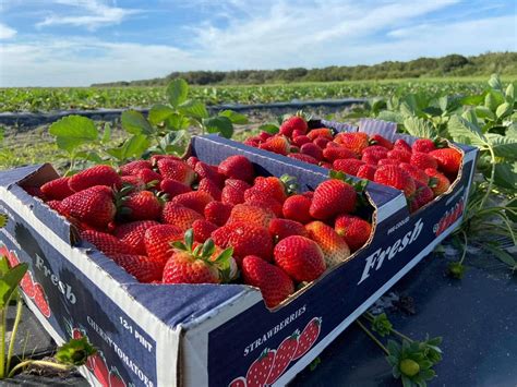 Top 15 Best Strawberry Farms In Florida That You Need To Visit