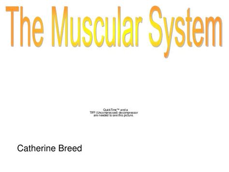 Ppt The Muscular System Powerpoint Presentation Free Download Id