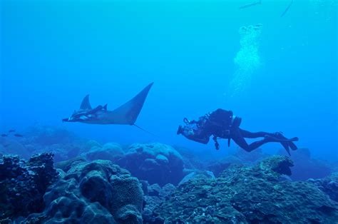 Worlds First Known Manta Ray Nursery Discovered