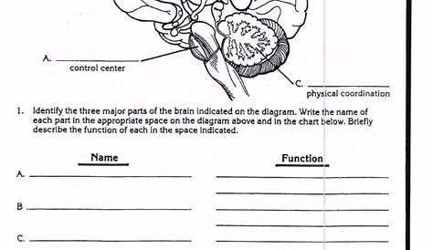 sheep brain dissection worksheets answers