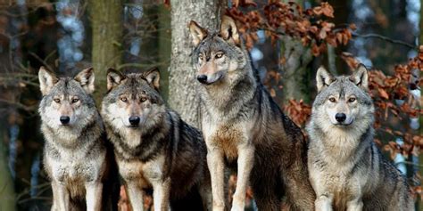 454361 bearbeiten bei der bearbeitung ihrer anfrage ist ein fehler aufgetreten. Wildpark Bad Mergentheim - einer der artenreichsten ...