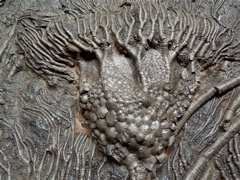 Large Scyphocrinus Elegans Interior Decorator Fossil Sea Lily Crinoids
