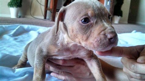 They originate from two of the best pitbull bloodlines on the planet. Tri Pitbull Puppies for Sale in Avondale, Arizona Classified | AmericanListed.com