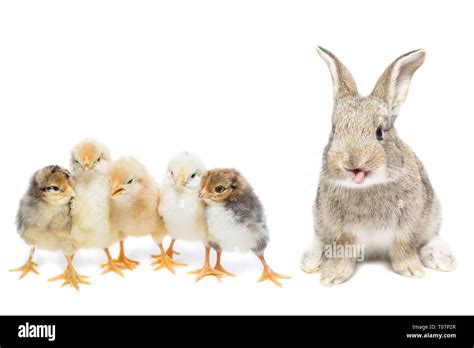 Easter Bunny And Chicken On White Background Stock Photo Alamy