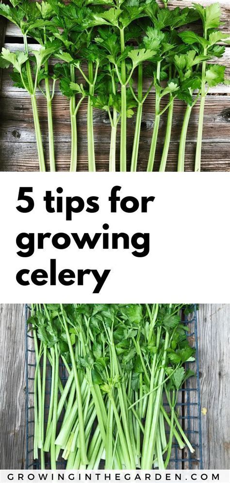 Five Tips For Growing Celery Growing Celery Organic Vegetable Garden